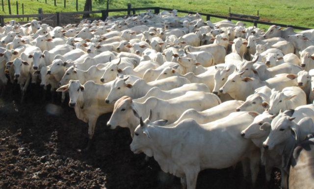 Negociações avançam no mercado interno e boi gordo tem alívio nos preços